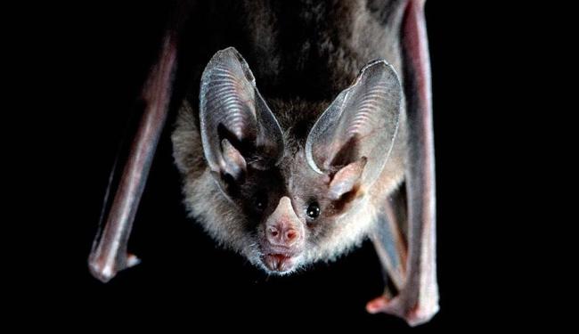Cavernas e morcegos: lar, doce lar!