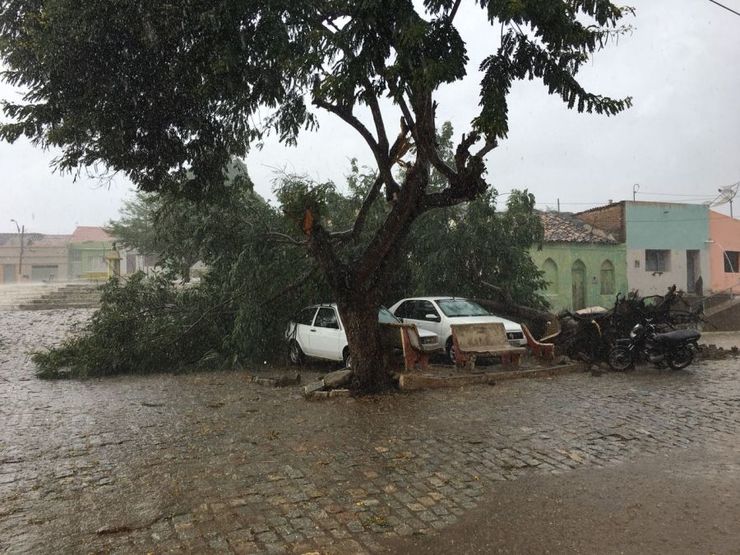 Árvore é derrubada por forte chuva 