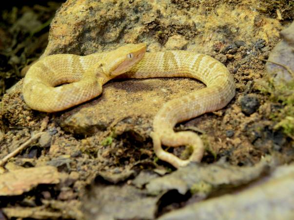 Veneno de serpente tem proteínas com potencial farmacológico