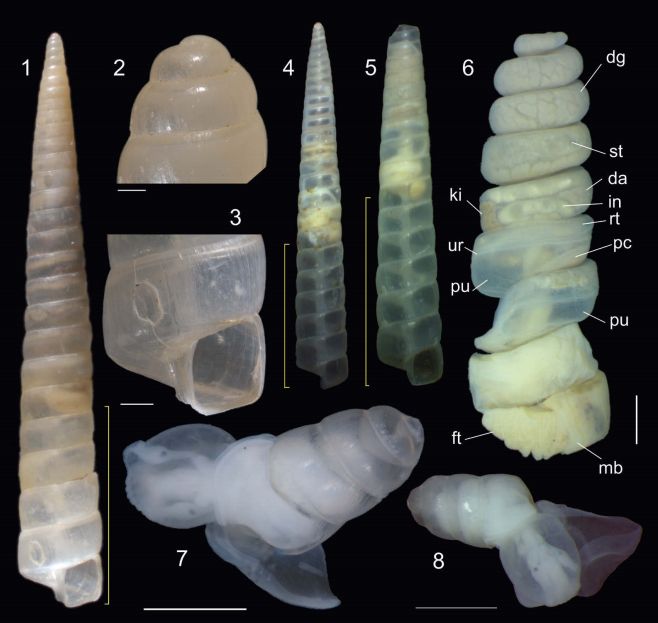 Molusco Lavajatus moroi